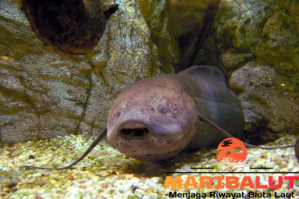 Ikan African Lungfish: Keunikan, Habitat, dan Cara Bertahannya