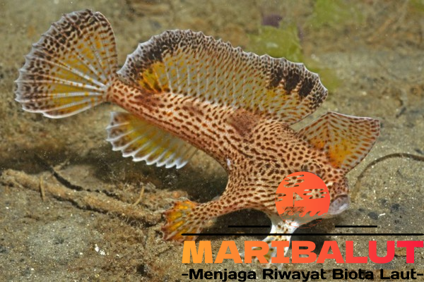 Ikan Spotted Handfish: Ikan Unik yang Berjalan di Dasar Laut