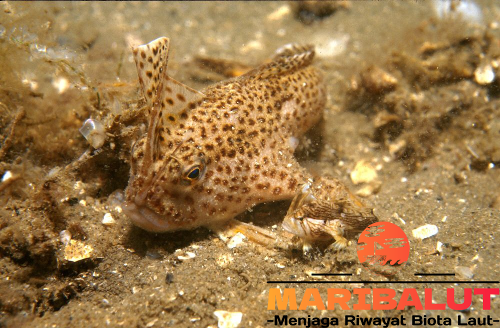 Ikan Spotted Handfish: Ikan Unik yang Berjalan di Dasar Laut