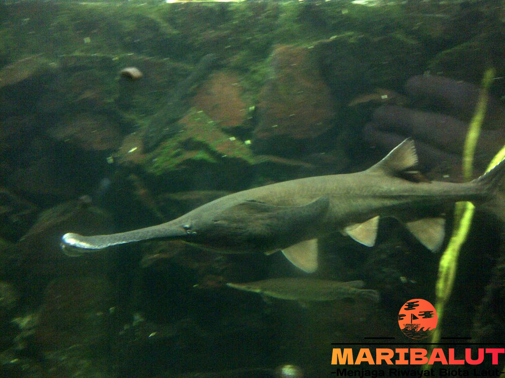 Ikan Dayung: Ciri Khas, Habitat, dan Status Konservasi