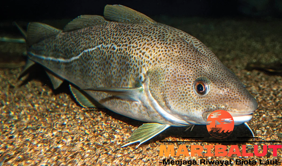 Ikan Atlantic Cod: Fakta Menarik dan Status Konservasi Terkini