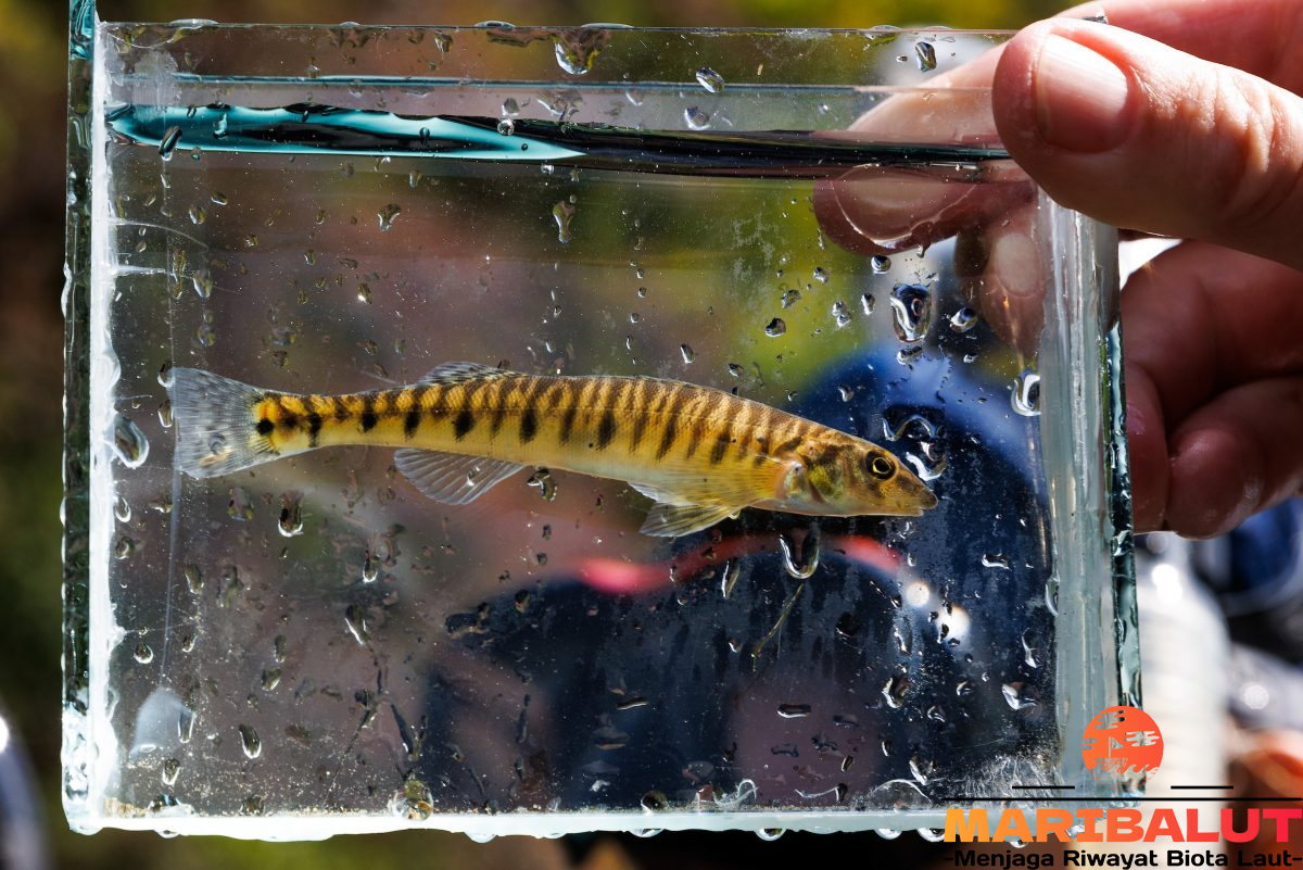 Mengenal Ikan Logperch: Habitat, Karakteristik, dan Peran Ekologisnya