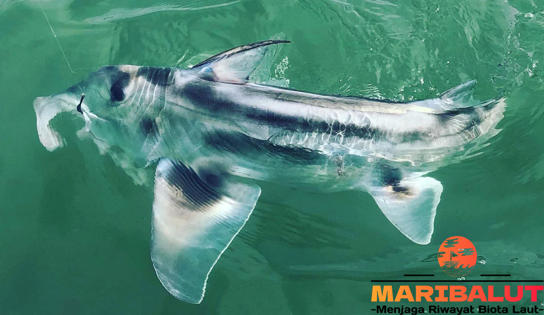 Australian Ghostshark: Fakta Unik dan Habitatnya yang Jarang Diketahui