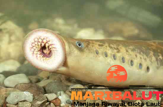 Lamprey Laut: Predator Purba yang Masih Bertahan hingga Kini