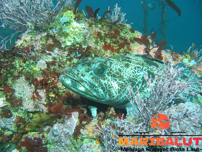 Ikan Lingcod: Predator Laut dengan Daging Biru Unik