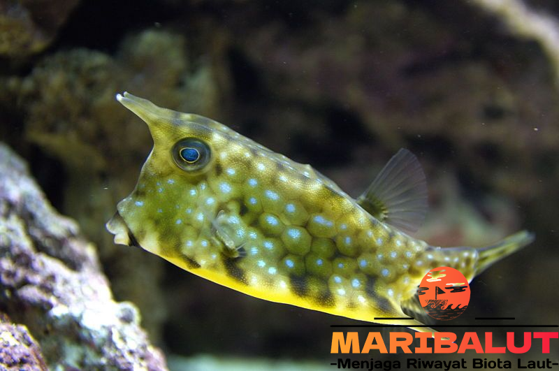 Ikan Sapi Tanduk Panjang: Fakta Unik dan Habitatnya yang Langka