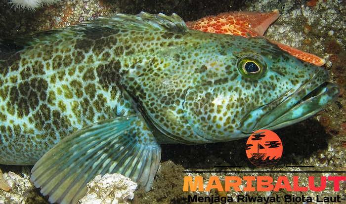 Ikan Lingcod: Predator Laut dengan Daging Biru Unik