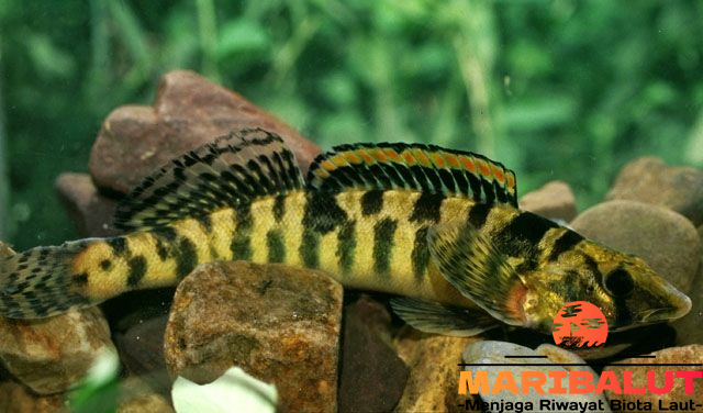 Mengenal Ikan Logperch: Habitat, Karakteristik, dan Peran Ekologisnya