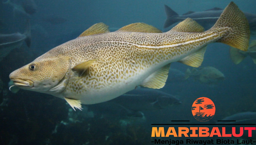 Ikan Atlantic Cod: Fakta Menarik dan Status Konservasi Terkini