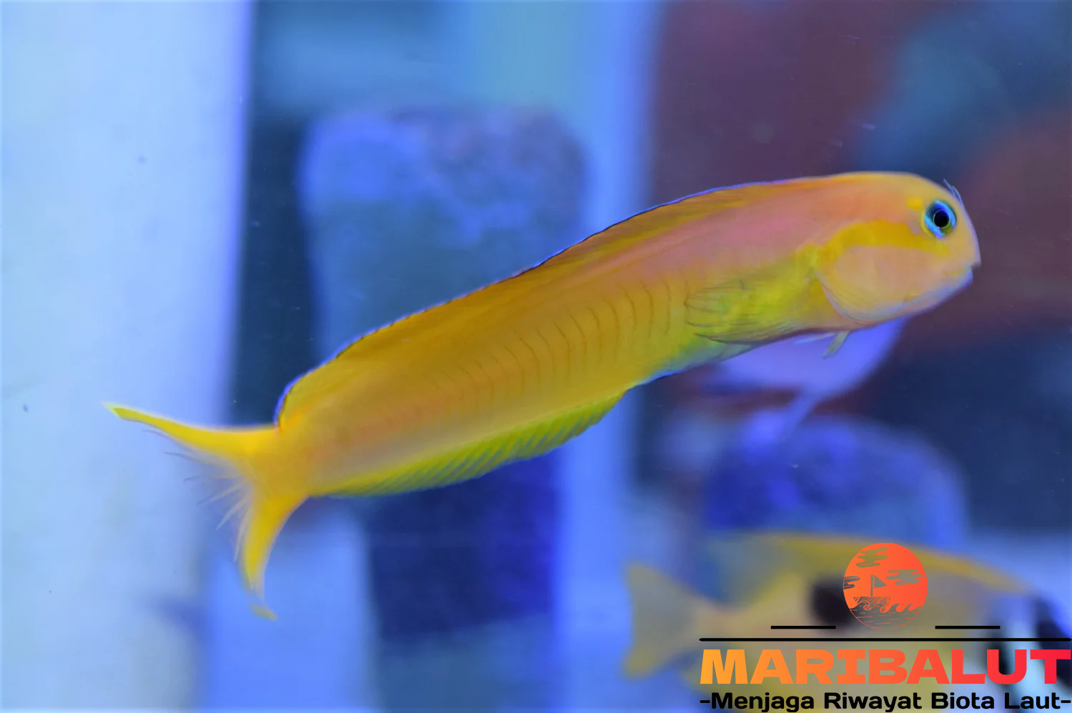 Ikan Midas Blenny: Mengungkap Habitat Asli dan Keunikan Alaminya