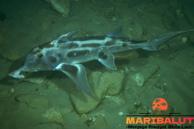 Australian Ghostshark: Fakta Unik dan Habitatnya yang Jarang Diketahui