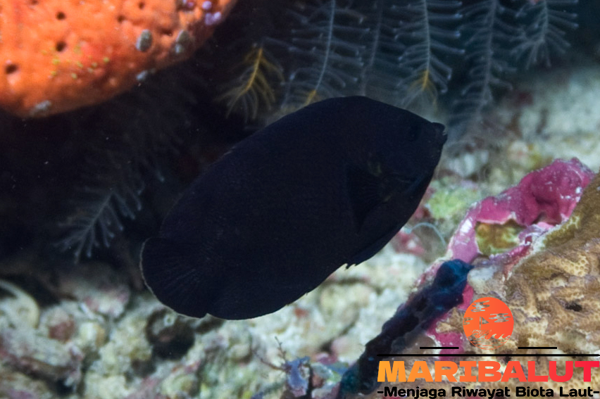 Ikan Black Box Angelfish, Si Angelfish yang Memukau