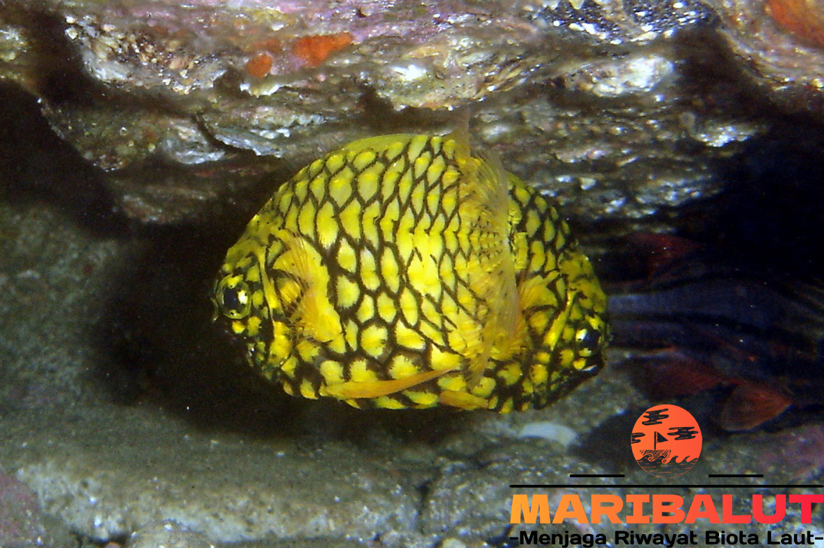 Ikan Pineapplefish: Keindahan Eksotis dari Lautan Tropis