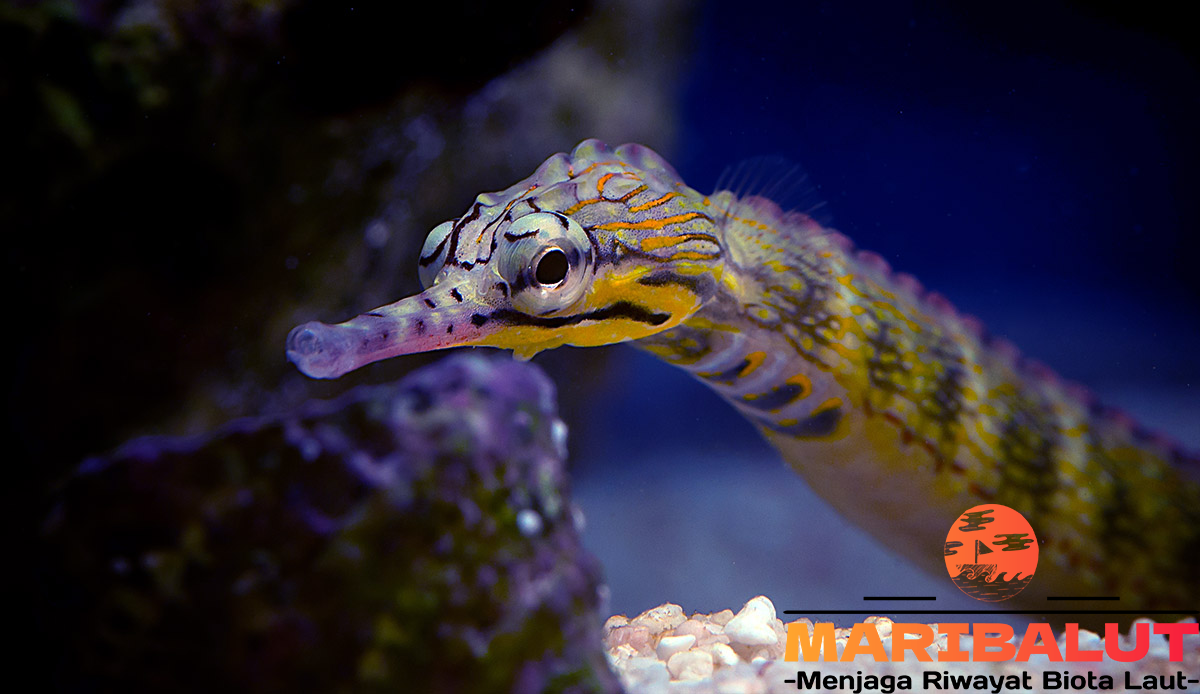 Tangkur Gosong: Menelusuri Kehidupan Unik Ikan Mirip Kuda Laut di Lautan Tropis