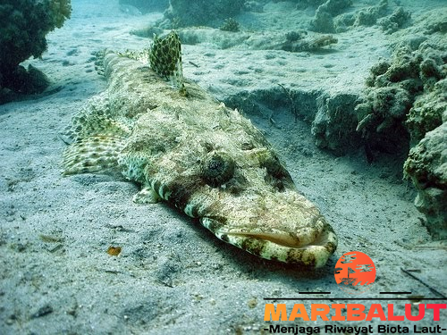 Ikan De Beaufort (Cymbacephalus beauforti): Habitat Keunikannya