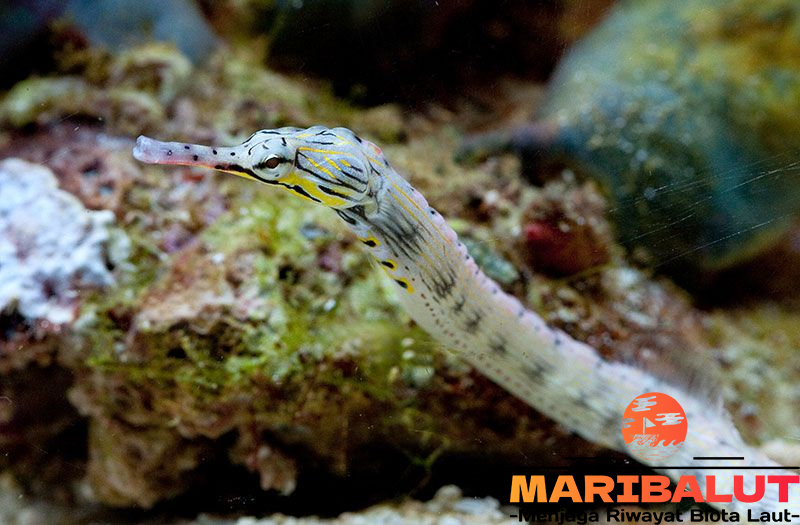 Tangkur Gosong: Menelusuri Kehidupan Unik Ikan Mirip Kuda Laut di Lautan Tropis