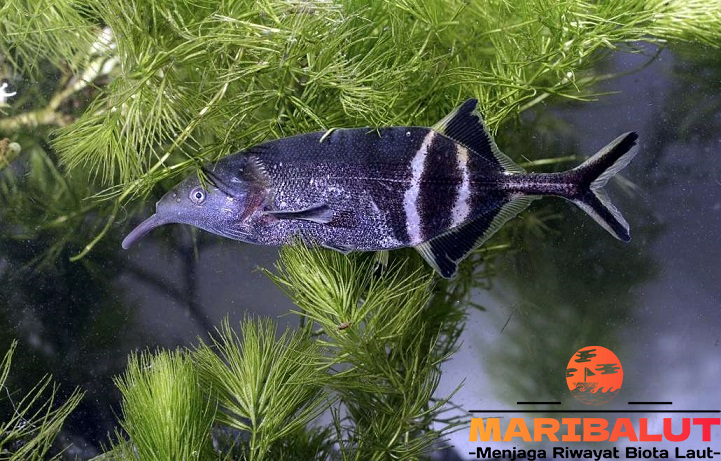 Ikan Hidung Gajah: Fakta Menarik yang Jarang Diketahui