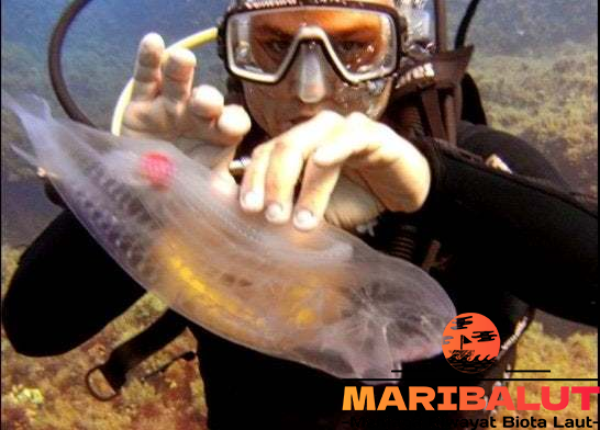 Ikan Salpa Maggiore: Fakta Menarik dan Keistimewaan Spesies Laut yang Jarang Diketahui