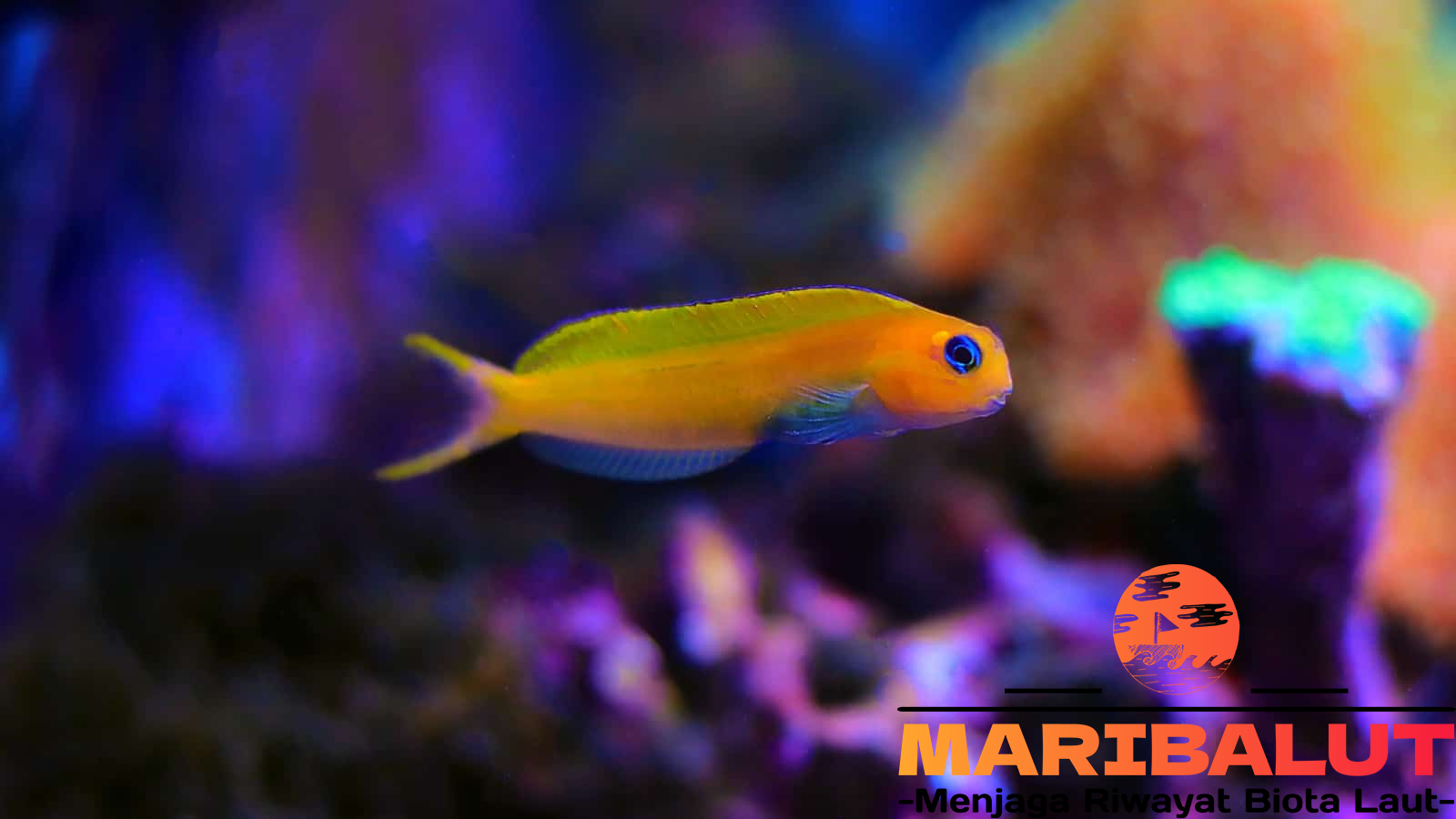 Ikan Midas Blenny: Mengungkap Habitat Asli dan Keunikan Alaminya