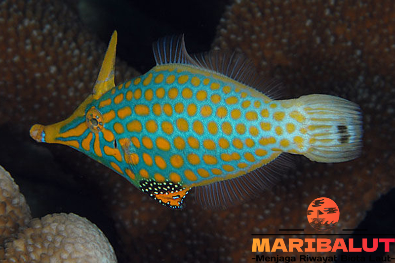 Sonang Jagungan: Mengenal Habitat Asli Ikan Laut Eksotis dengan Pola Unik