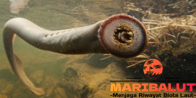 Lamprey Laut: Predator Purba yang Masih Bertahan hingga Kini