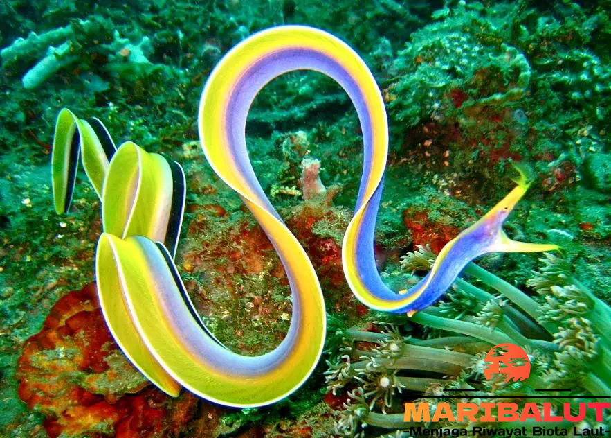 Belut Pita (Ribbon Eel): Spesies Unik dengan Perubahan Warna Menakjubkan