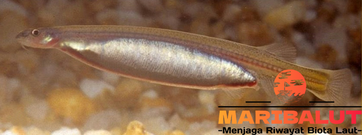 Ikan Candiru: Mitos, Fakta, dan Bahayanya yang Harus Anda Ketahui