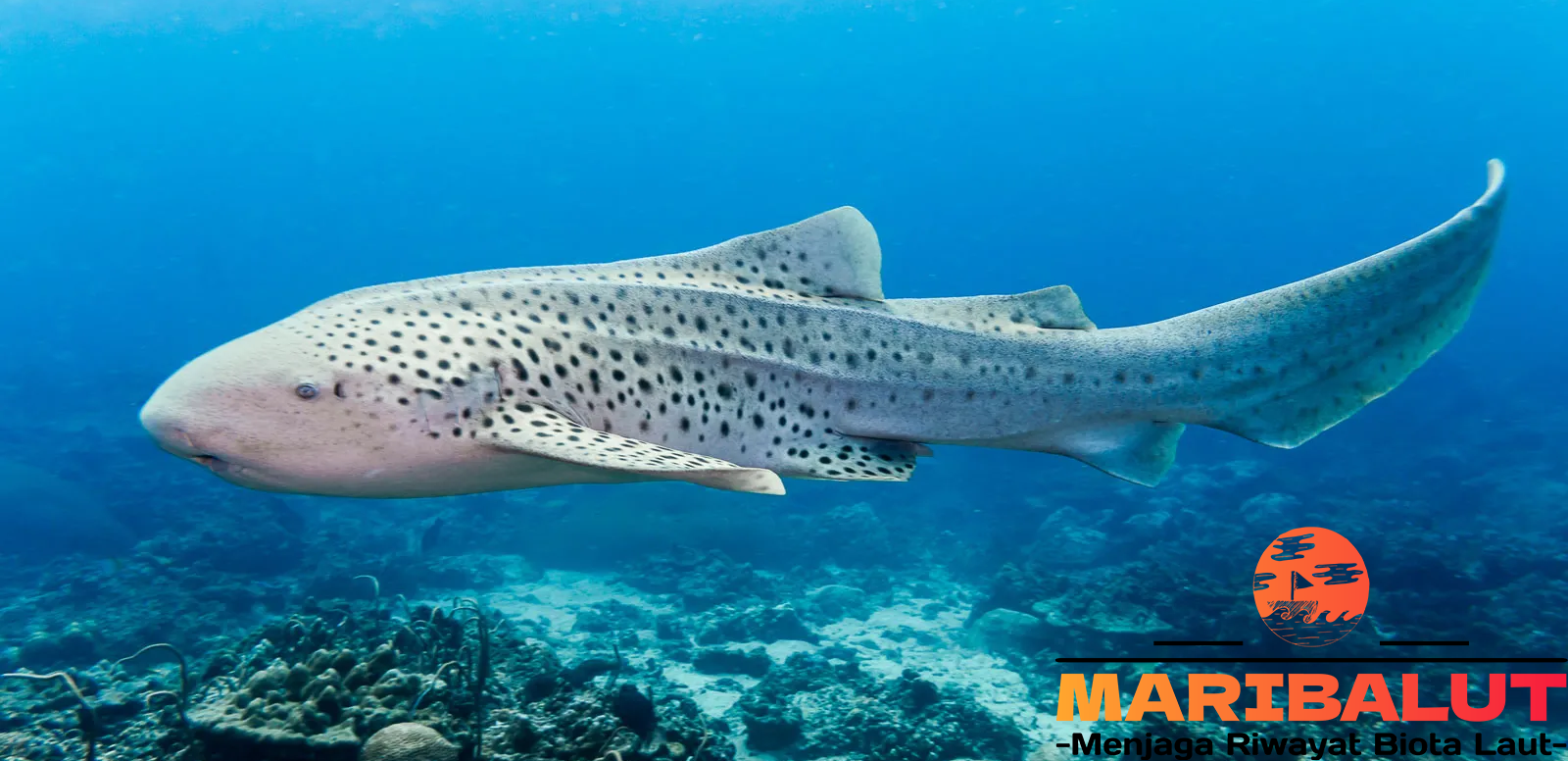 Zebra Shark: 10 Fakta Menarik tentang Ikan ini, Hiu Berpola Zebra yang Unik di Perairan Indonesia