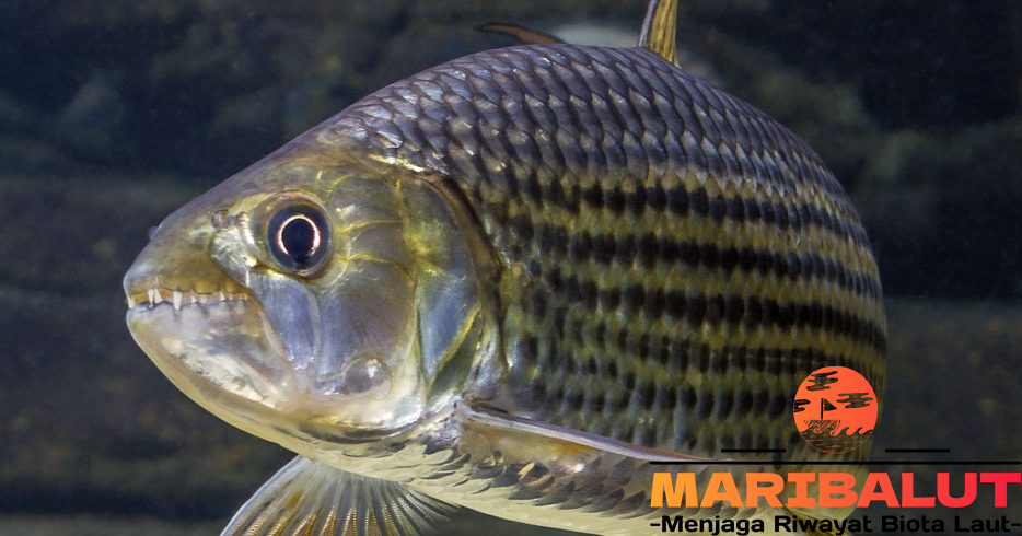 Tigerfish: Predator dengan Gigi Tajam dan Kecepatan Kilat