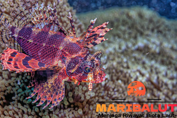 Ikan Twinspot Lionfish: Ikan Laut Eksotis dengan Karakteristik Unik