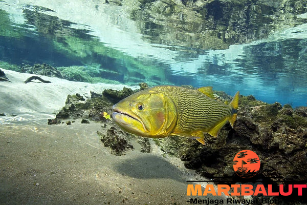 Ikan Golden Dorado: Dari Habitat Asli hingga Perilaku Menariknya