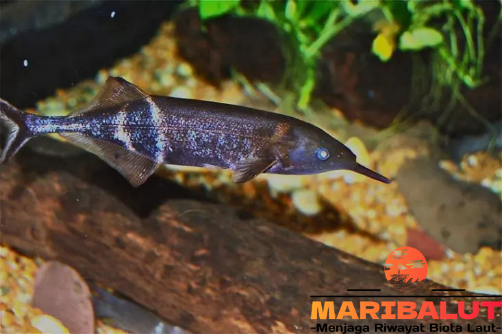 Ikan Hidung Gajah: Fakta Menarik yang Jarang Diketahui
