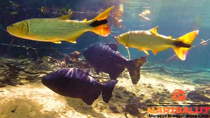Ikan Golden Dorado: Dari Habitat Asli hingga Perilaku Menariknya