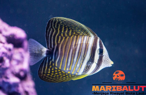 Ikan Keranjang Bali: Keunikan dan Habitat Aslinya