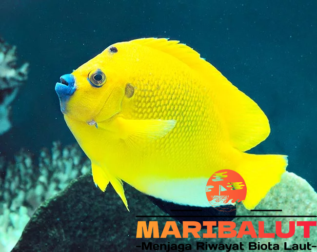 Ikan Apolemichthys Trimaculatus: Keindahan dan Fakta Menarik Tentang Spesies Laut Langka