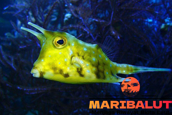 Ikan Sapi Tanduk Panjang: Fakta Unik dan Habitatnya yang Langka