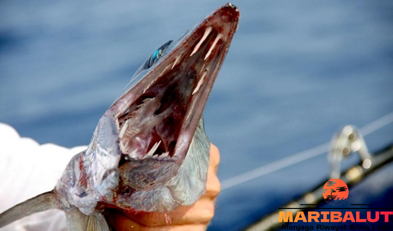 Ikan Lanset: Keunikan, Habitat, dan Perannya dalam Ekosistem Laut