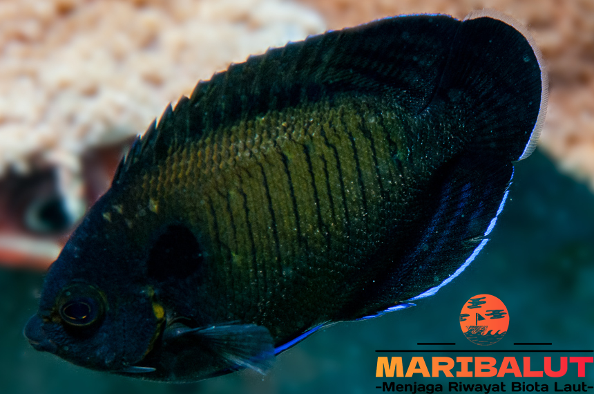 Ikan Black Box Angelfish, Si Angelfish yang Memukau