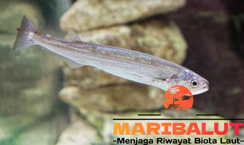 Ikan Candiru: Mitos, Fakta, dan Bahayanya yang Harus Anda Ketahui