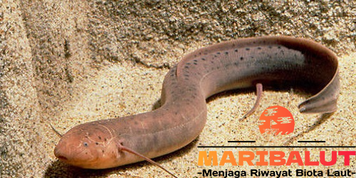 Ikan African Lungfish: Keunikan, Habitat, dan Cara Bertahannya