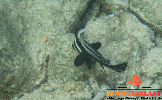 Spotted Drum: Keunikan Ikan Eksotis dengan Pola Totol Menawan