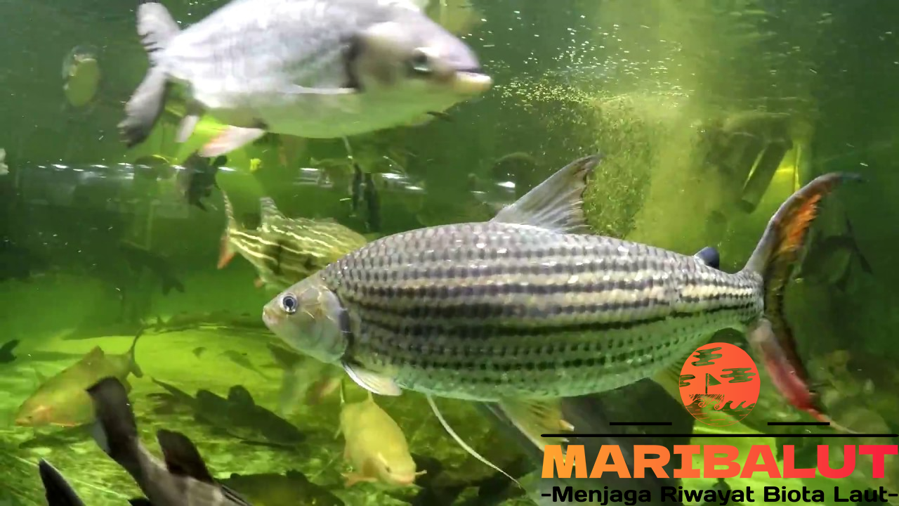 Tigerfish: Predator dengan Gigi Tajam dan Kecepatan Kilat