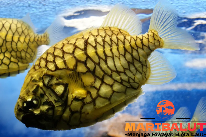 Ikan Pineapplefish: Keindahan Eksotis dari Lautan Tropis