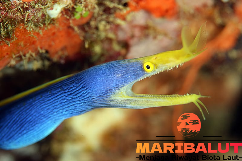 Belut Pita (Ribbon Eel): Spesies Unik dengan Perubahan Warna Menakjubkan