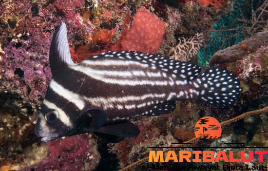 Spotted Drum: Keunikan Ikan Eksotis dengan Pola Totol Menawan