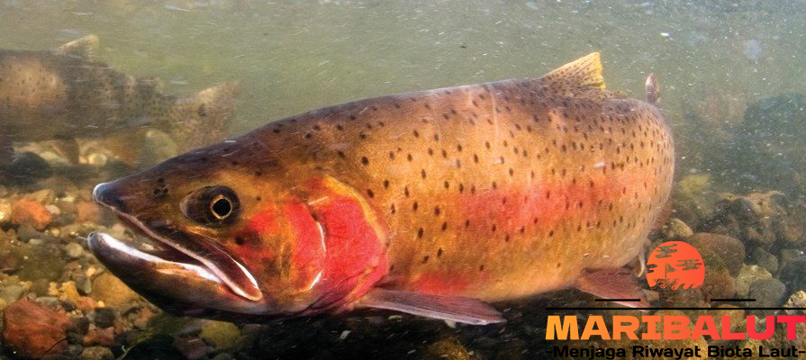 Ikan Forel Dagu Merah, Si Cantik dari Perairan Dingin