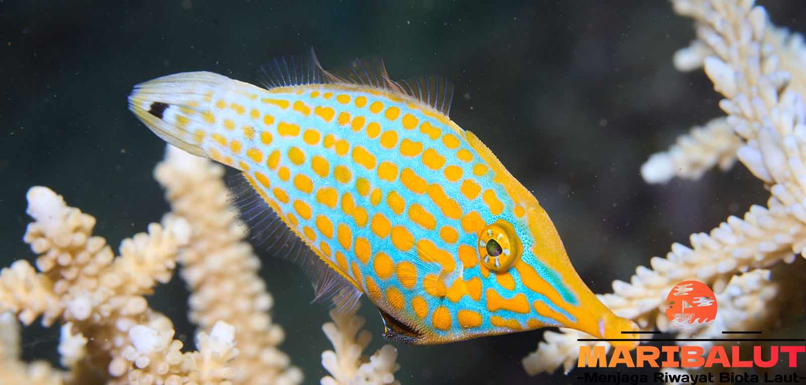 Sonang Jagungan: Mengenal Habitat Asli Ikan Laut Eksotis dengan Pola Unik