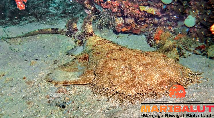 Mengenal Hiu Karpet: Keunikan, Habitat, dan Upaya Konservasi di Indonesia
