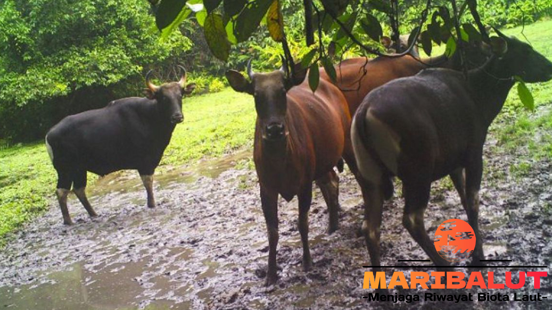 Keberanian Banteng: Bagaimana Mereka Beradaptasi di Alam Liar