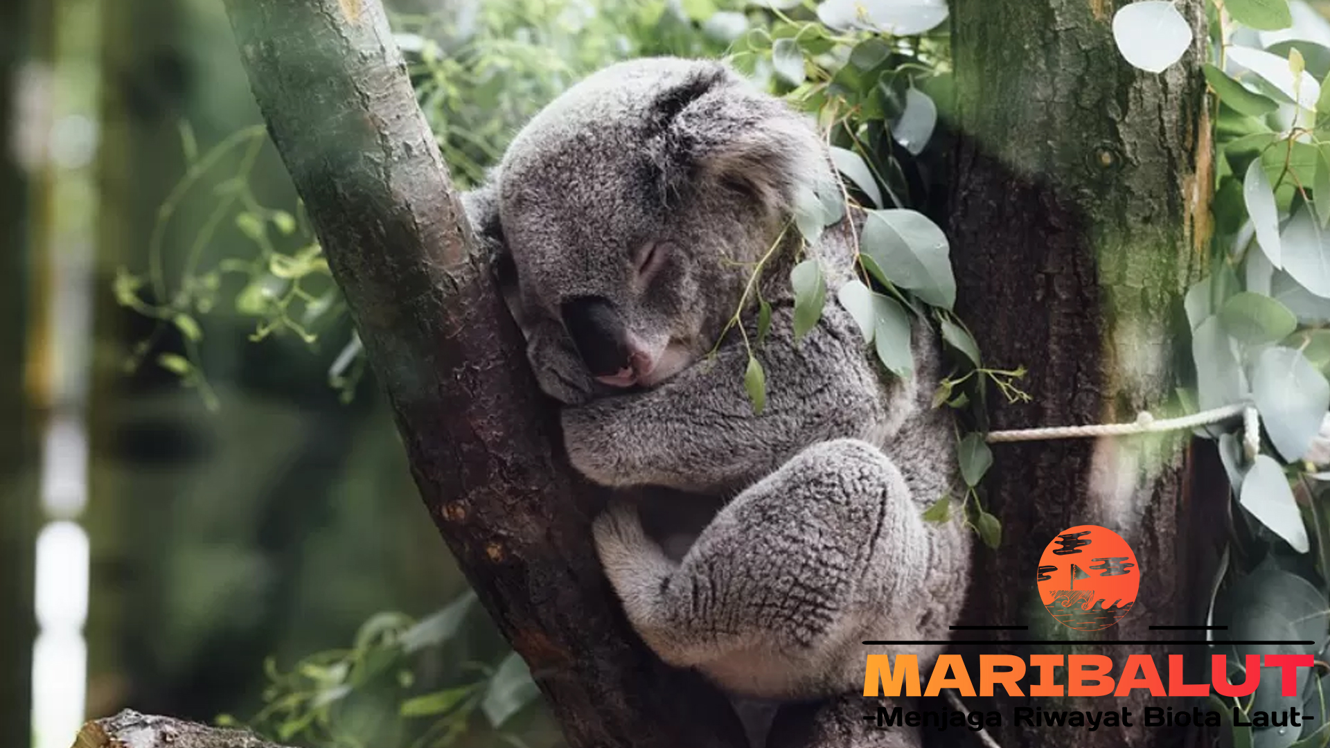 Koala: Si Pemalas Menggemaskan dengan Kebiasaan Unik